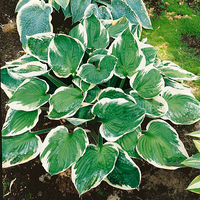 Hosta 