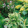 Hosta 