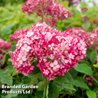 Hydrangea arborescens 