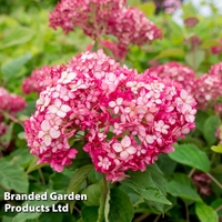 Hydrangea arborescens 