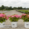 Hydrangea macrophylla 