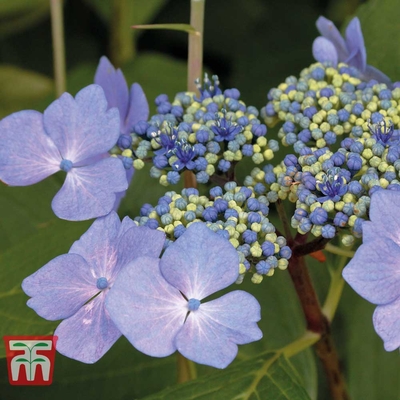 Hydrangea macrophylla 'Nizza'