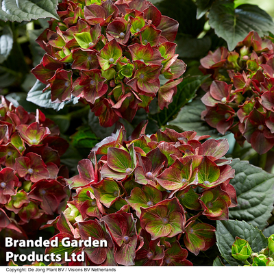 Hydrangea macrophylla 'Roco
Black Knight'