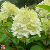 Hydrangea paniculata 
