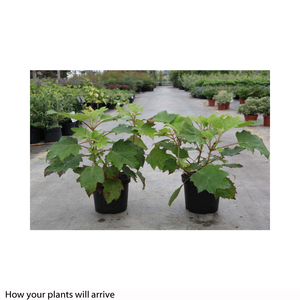 Hydrangea quercifolia