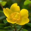 Hypericum 