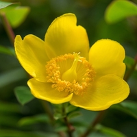 Hypericum 