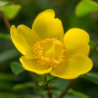 Hypericum 
