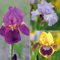 Iris Bearded Collection