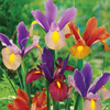 Iris Tiger Mixed