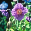 Meconopsis baileyi 