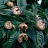 Medlar Nottingham - 1 tree