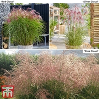 Miscanthus Cloud Collection