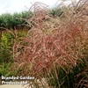 Miscanthus 