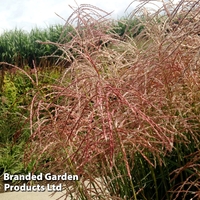 Miscanthus 