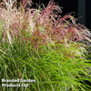 Miscanthus 