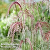 Miscanthus 