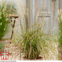 Miscanthus sinensis 