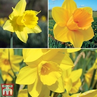 Narcissus 