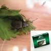 Natural Pest Control - Vine Weevil - 1 large pack