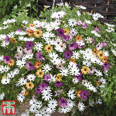 Osteospermum 'Falling
Stars'&trade; (Sunbrella)