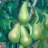 Pear 
