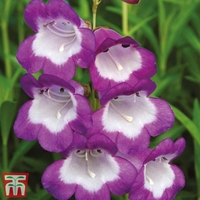 Penstemon Czar