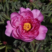 Peony 