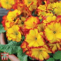 Polyanthus 