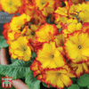 Polyanthus 