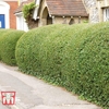 Privet (Hedging)