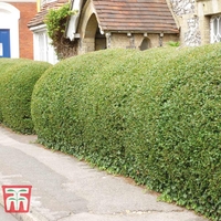 Privet (Hedging)