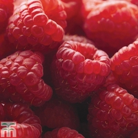 Raspberry 