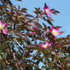 Red Leaf Rose (Hedging)