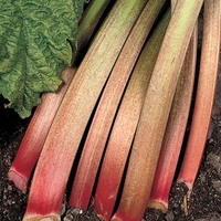 Rhubarb 