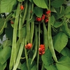 Runner Bean 