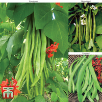 Runner Bean Collection