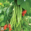 Runner Bean 