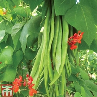 Runner Bean 