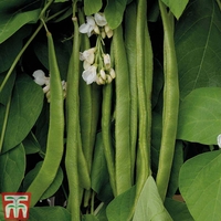 Runner Bean 
