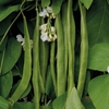 Runner Bean 