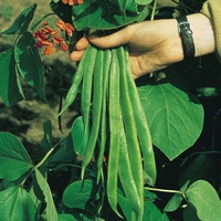 Runner Bean 