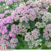 Sedum 