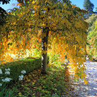 Silver Birch (Hedging)