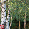 Silver Birch (Hedging)