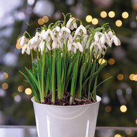 Single Snowdrops - Gift
