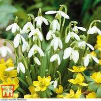 Snowdrop (Single-flowered)