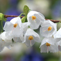 Snowdrop Tree - 2 bareroot