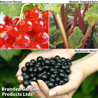 Soft Fruit Collection