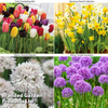 Spring Bulb Bundle